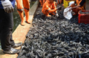 68 Ribu Ikan Sapu-Sapu Ditangkap di Jakarta (Foto: Istimewah)