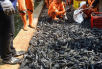 68 Ribu Ikan Sapu-Sapu Ditangkap di Jakarta (Foto: Istimewah)