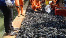 68 Ribu Ikan Sapu-Sapu Ditangkap di Jakarta (Foto: Istimewah)