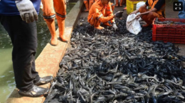 68 Ribu Ikan Sapu-Sapu Ditangkap di Jakarta (Foto: Istimewah)