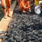 68 Ribu Ikan Sapu-Sapu Ditangkap di Jakarta (Foto: Istimewah)
