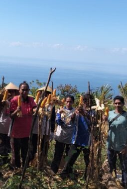 Panen Raya Jagung Hibrida Desa Natakoli: Sinergi BUM Desa dan Kelompok Tani Dorong Kemandirian Pangan