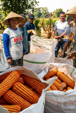 Sinergi BUM Desa Dan Kelompok Tani, Kunci Sukses Panen Jagung Di Desa Natakoli