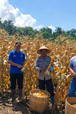 Terobosan BUM Desa Sina Rua: Kemitraan Dengan Petani Dongkrak Produktivitas Jagung Di Sikka